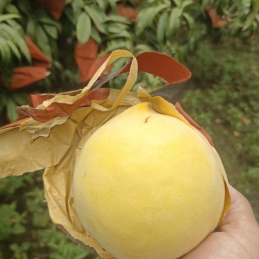 黄河滩大甜桃