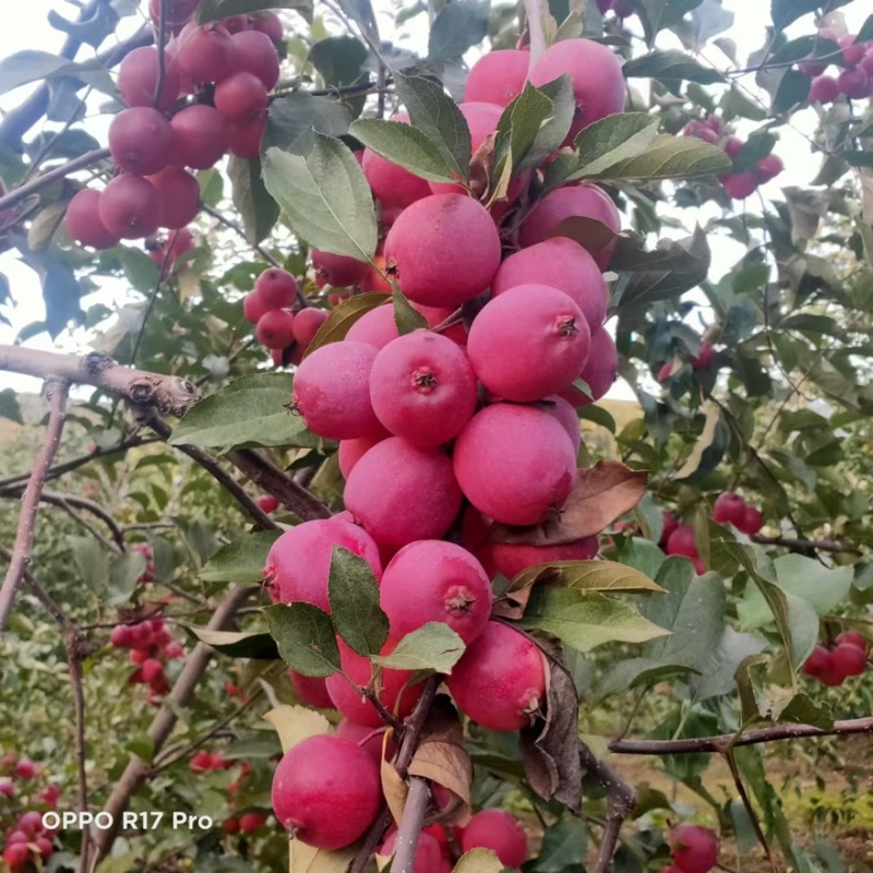 鸡心果