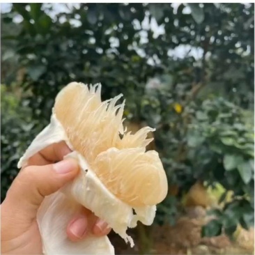 沙田柚白蜜柚
