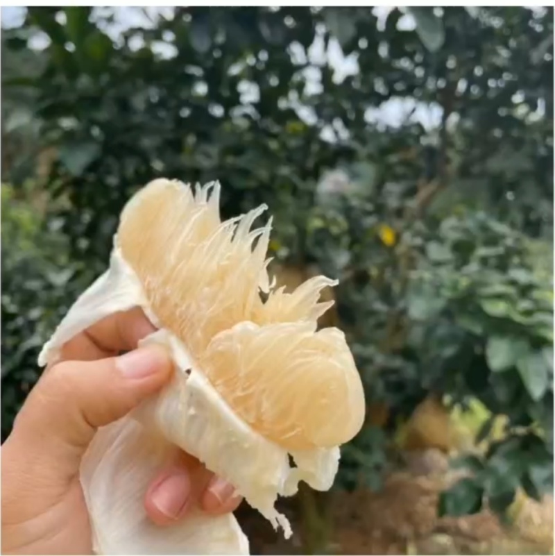 沙田柚白蜜柚