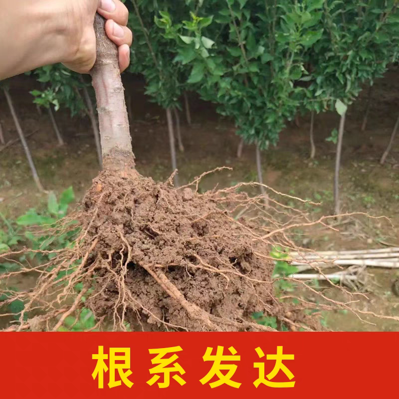 果园直发李子树苗国峰七号国峰17号龙园秋李包品种成活