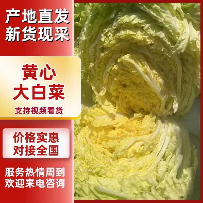 《热卖中》精品西吉黄心白菜货源充足诚信经营质量可视频