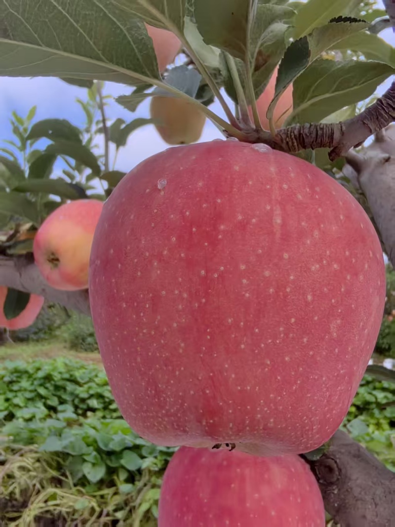 中秋王苹果红星苹果纸袋苹果大量供应可视频看货欢迎来电