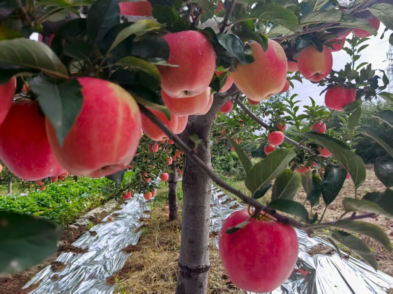 中秋王苹果红星苹果纸袋苹果大量供应可视频看货欢迎来电