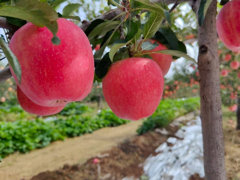 中秋王苹果红星苹果纸袋苹果大量供应可视频看货欢迎来电
