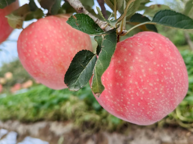中秋王苹果红星苹果纸袋苹果大量供应可视频看货欢迎来电