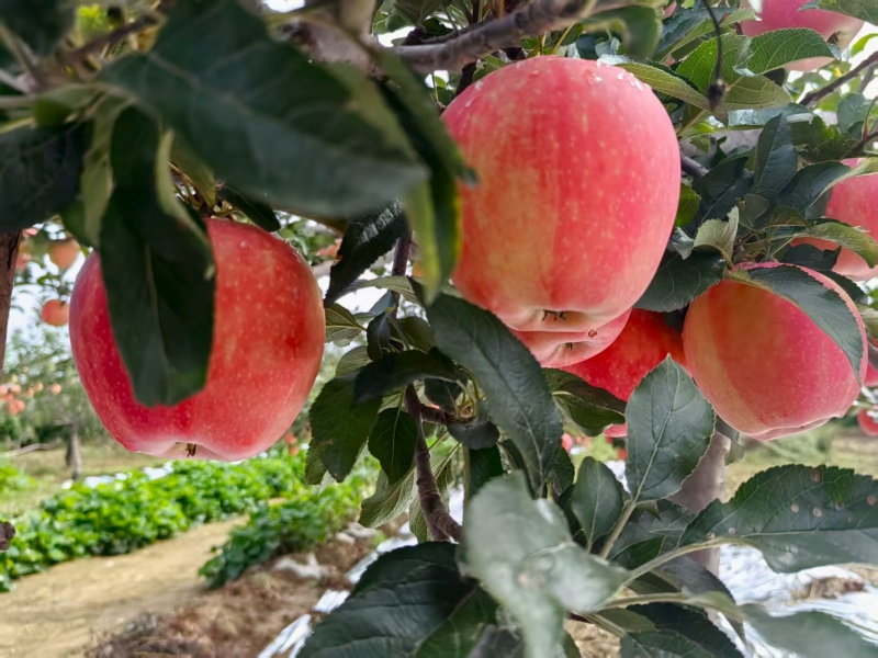 中秋王苹果红星苹果纸袋苹果大量供应可视频看货欢迎来电