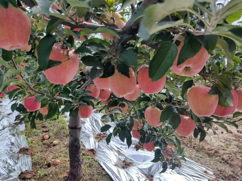 中秋王苹果红星苹果纸袋苹果大量供应可视频看货欢迎来电