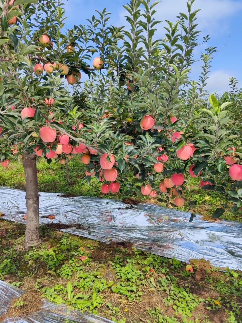 中秋王苹果红星苹果纸袋苹果大量供应可视频看货欢迎来电