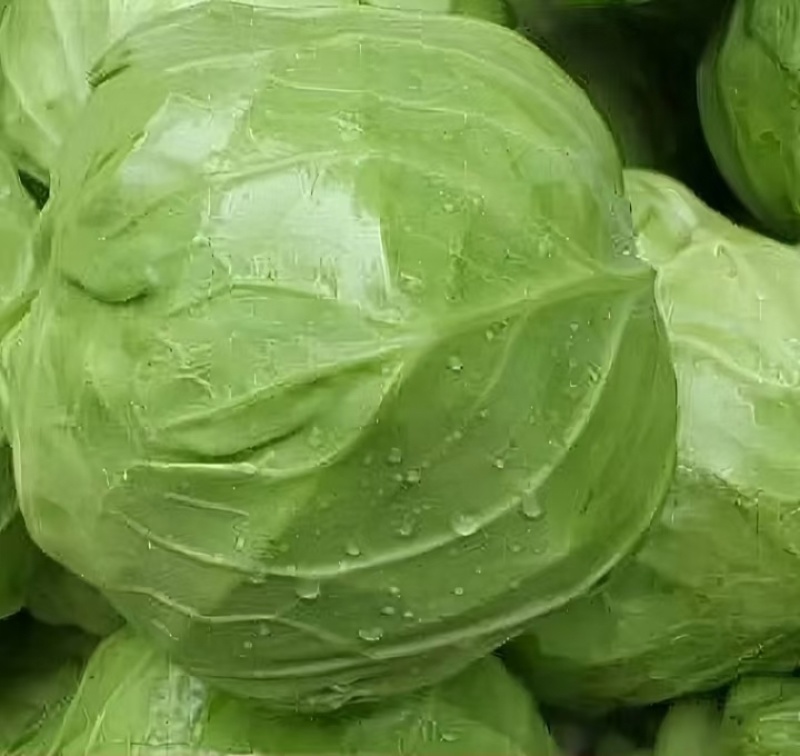 包菜