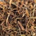 野生骨碎补中草药骨碎补毛姜干货