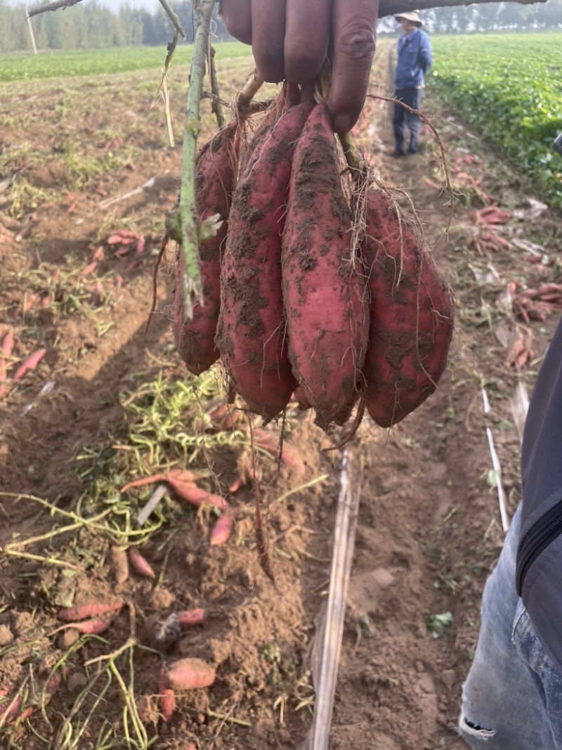内蒙古通辽科左中旗纯沙土烟薯