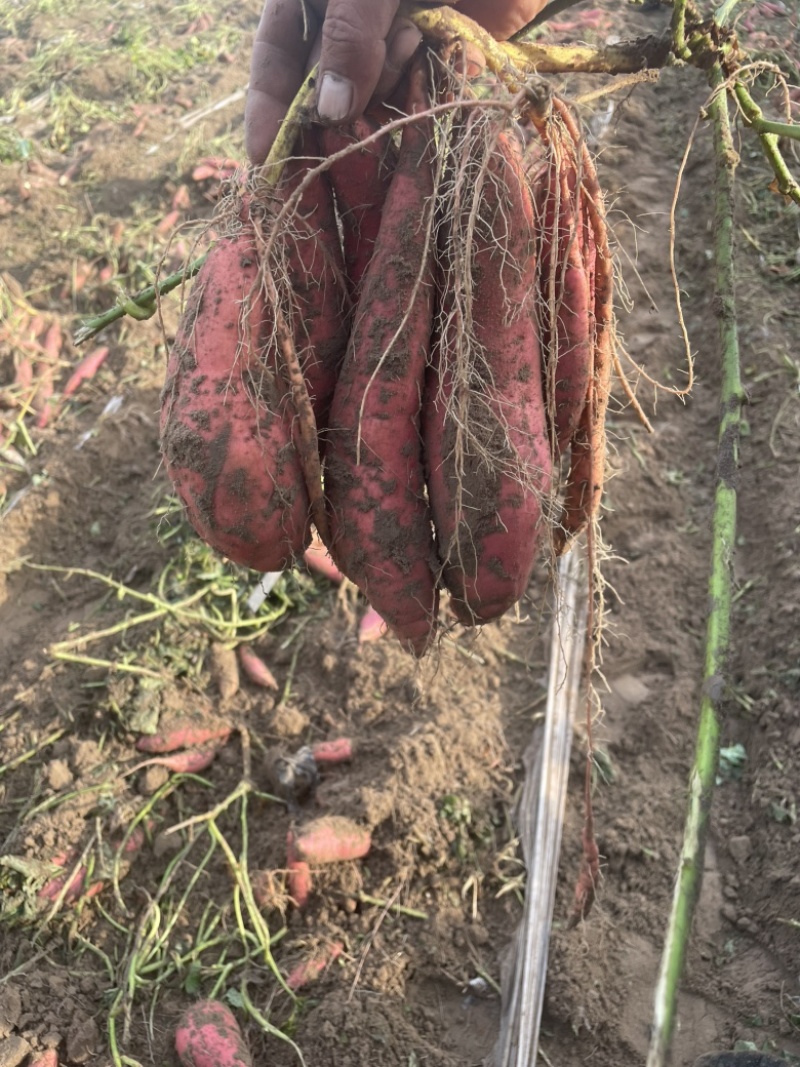 内蒙古通辽科左中旗纯沙土烟薯