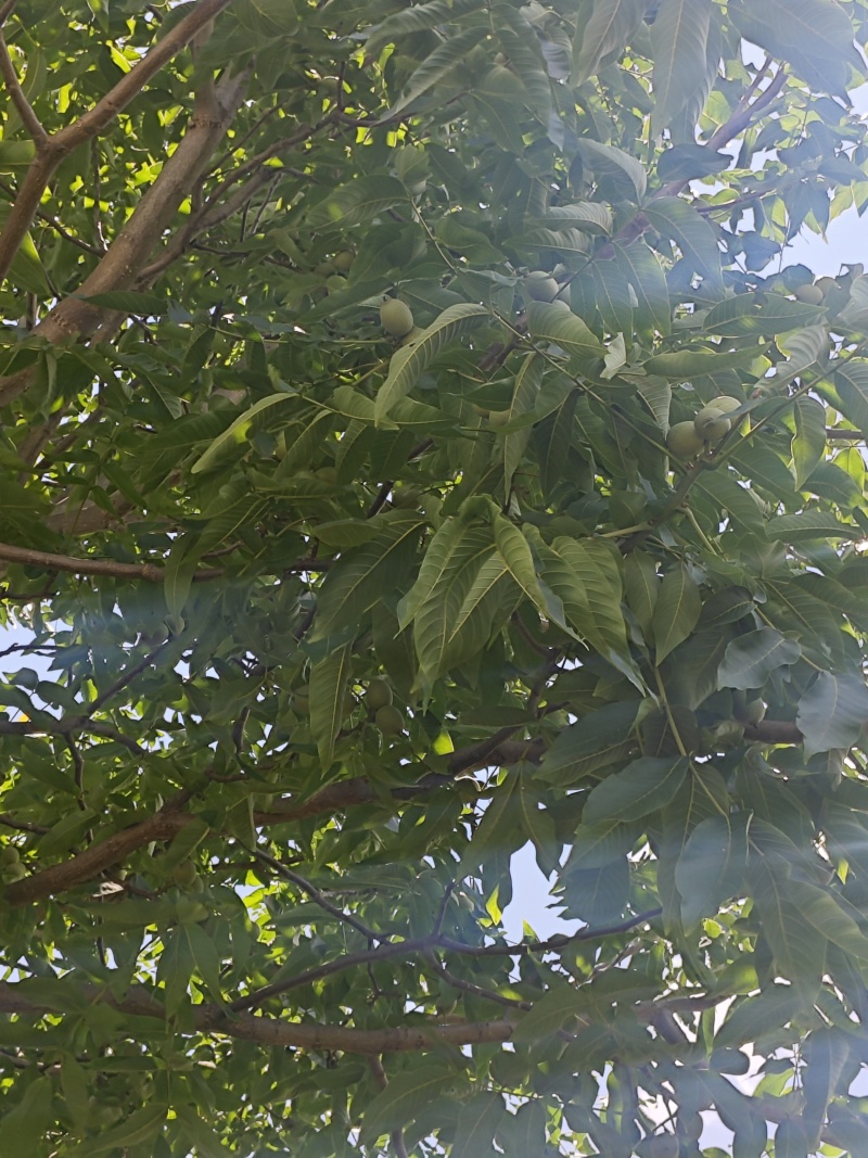 云南大姚山咔品种核桃产地直发量大从优可视频看货对接