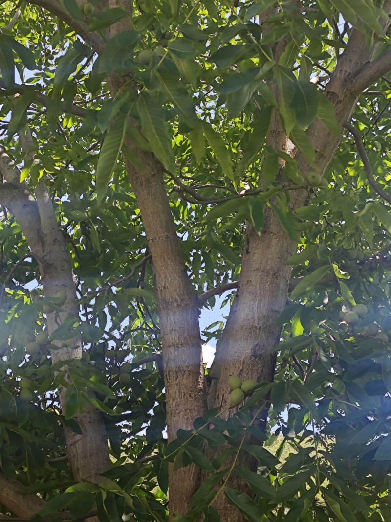 云南大姚山咔品种核桃产地直发量大从优可视频看货对接