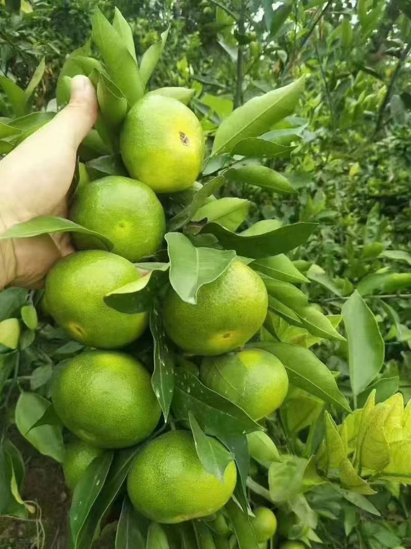 蜜橘湖北蜜橘产地直发品质保障量大优惠保质保量
