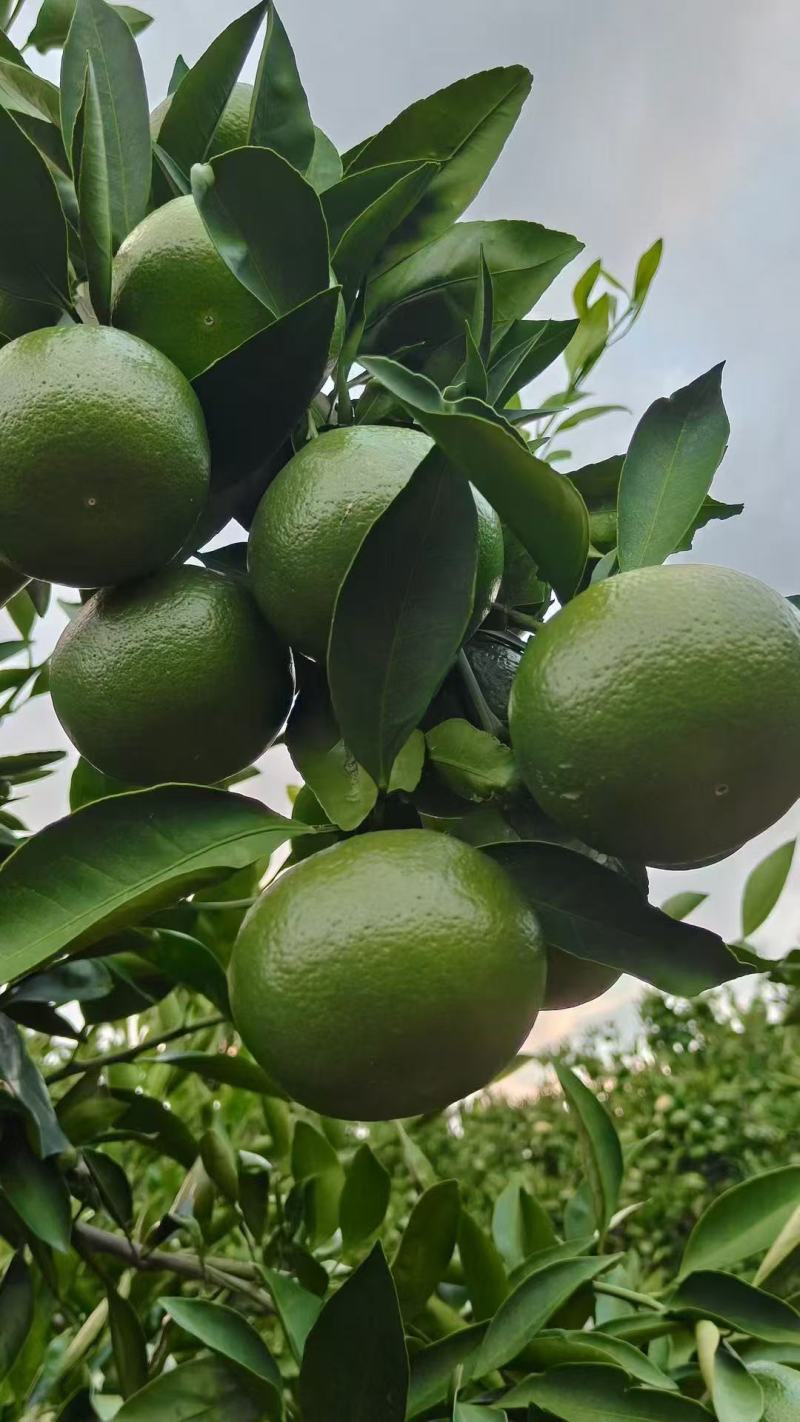 蜜橘湖北蜜橘产地直发品质保障量大优惠保质保量