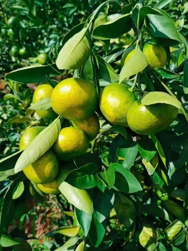 蜜橘湖北蜜橘产地直发品质保障量大优惠保质保量