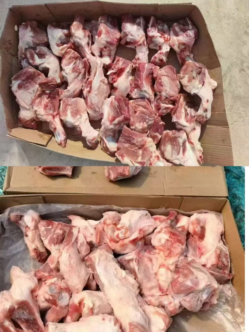 后肘骨