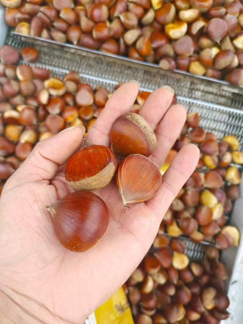 【优选板栗】过筛板栗油栗子产地直发对接市场炒货店