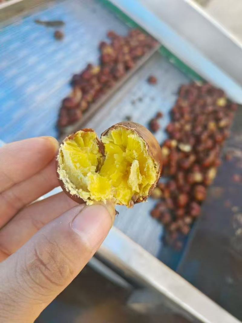 【优选板栗】过筛板栗油栗子产地直发对接市场炒货店