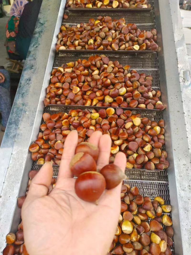 【优选板栗】过筛板栗油栗子产地直发对接市场炒货店