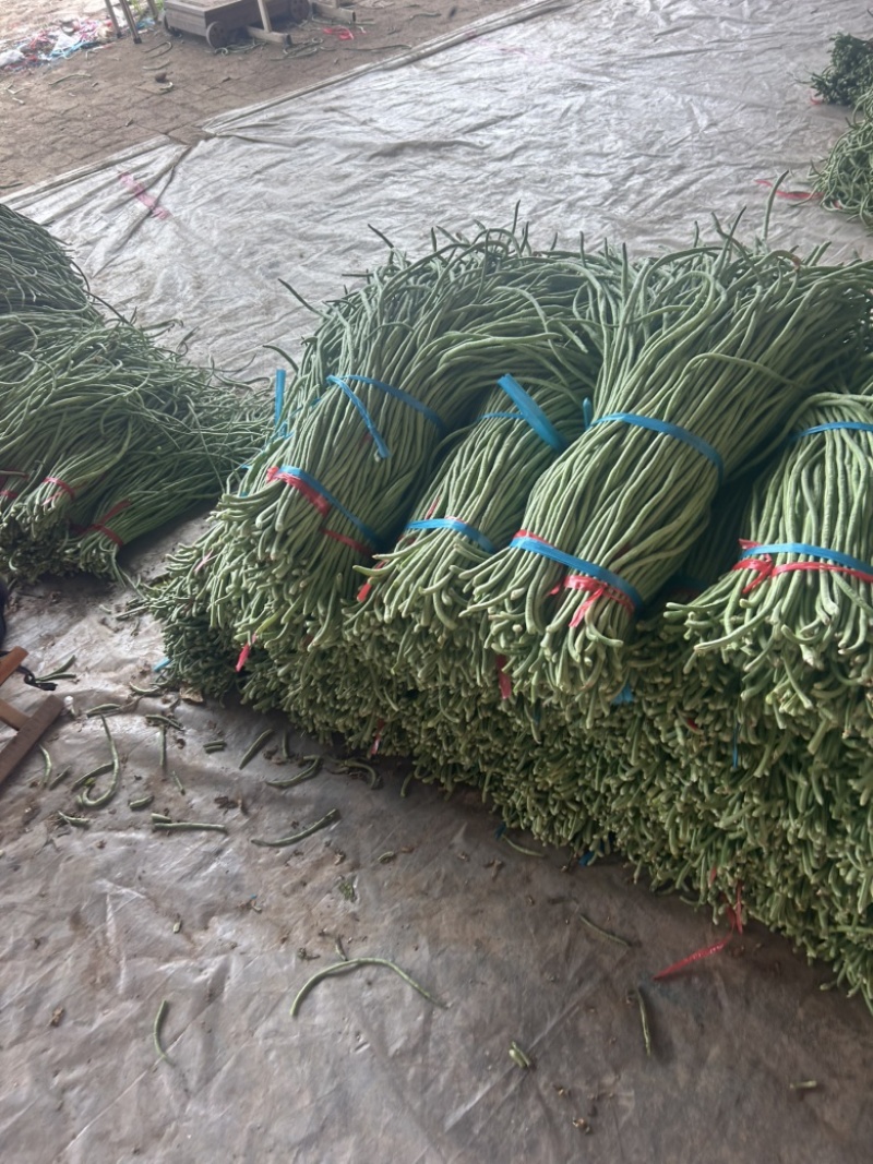 精品长豆角大量有货。基地直发，电商供货。