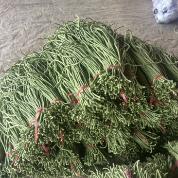 精品长豆角大量有货。基地直发，电商供货。