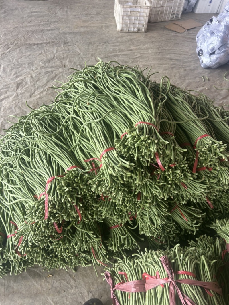 精品长豆角大量有货。基地直发，电商供货。