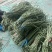 精品长豆角大量有货。基地直发，电商供货。