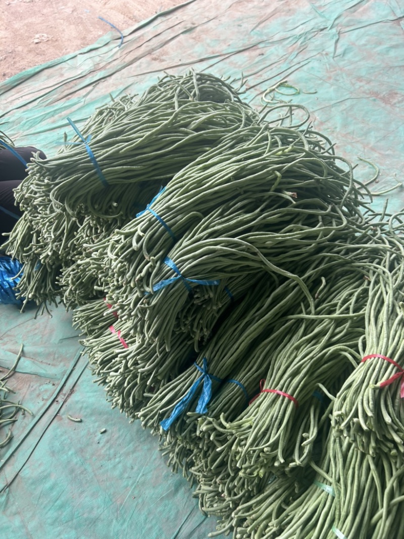 精品长豆角大量有货。基地直发，电商供货。