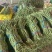 精品长豆角大量有货。基地直发，电商供货。
