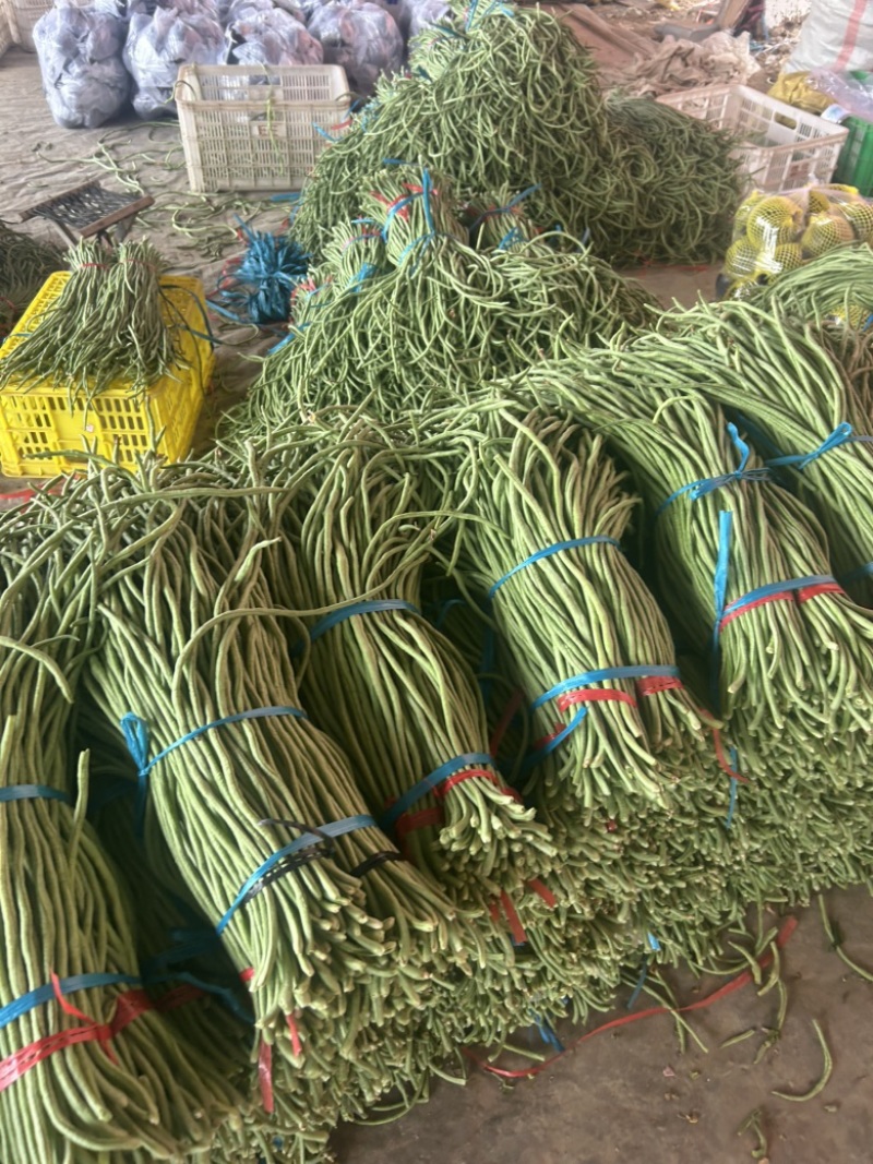 精品长豆角大量有货。基地直发，电商供货。