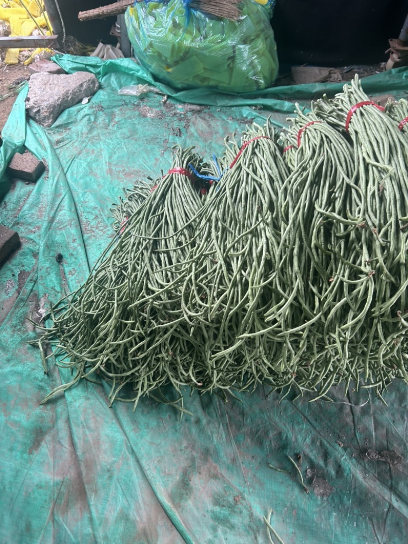 精品长豆角大量有货。基地直发，电商供货。