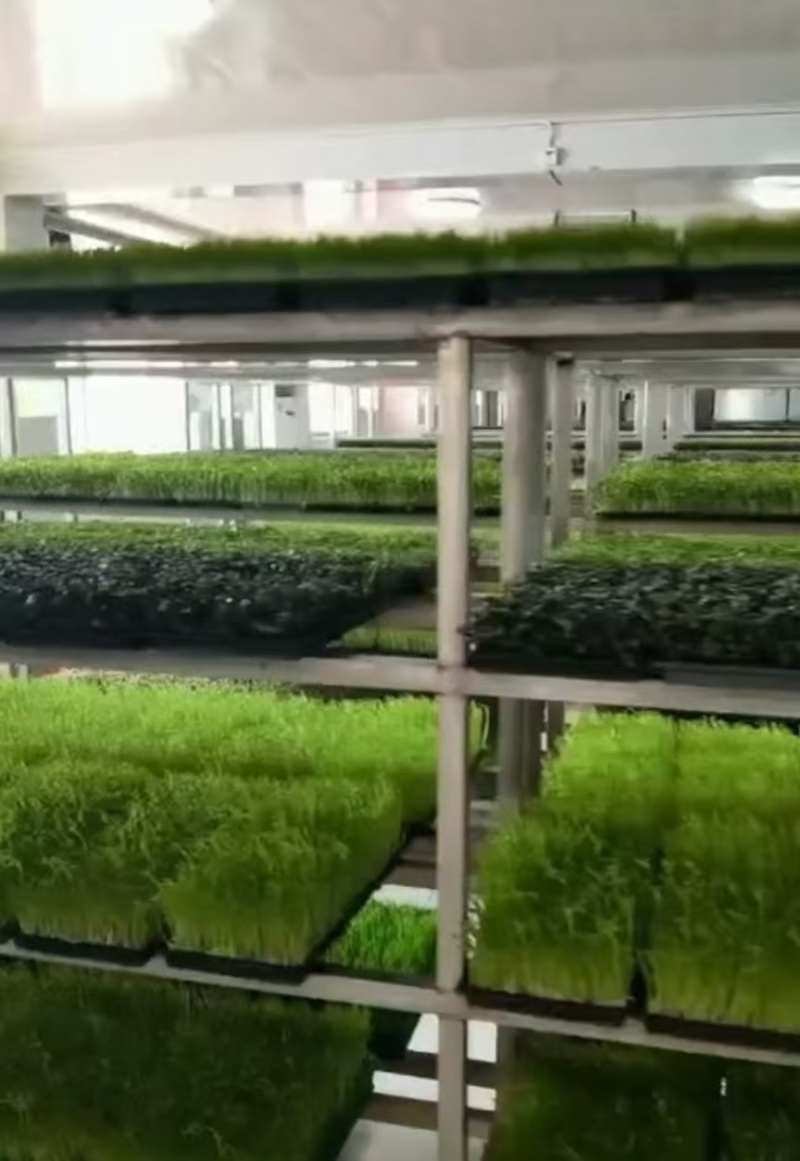 精品有机豌豆苗基地直发量大从优***欢迎咨询