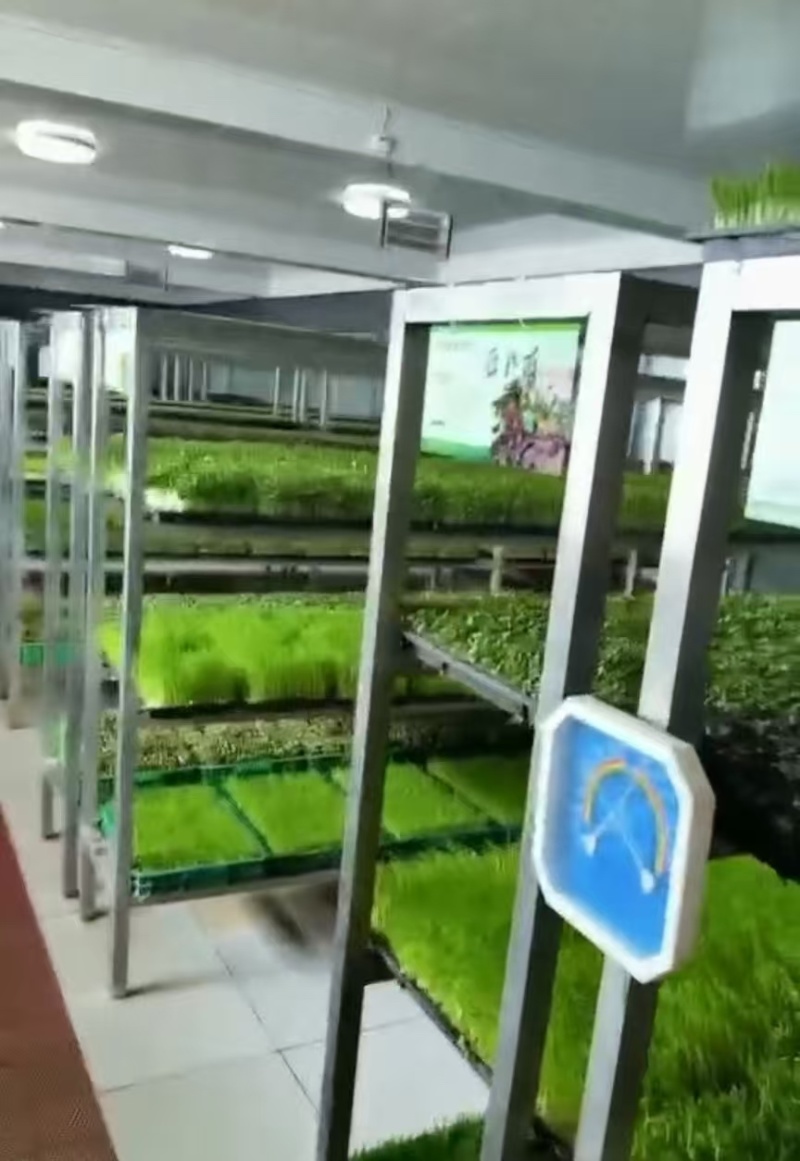 精品有机豌豆苗基地直发量大从优***欢迎咨询