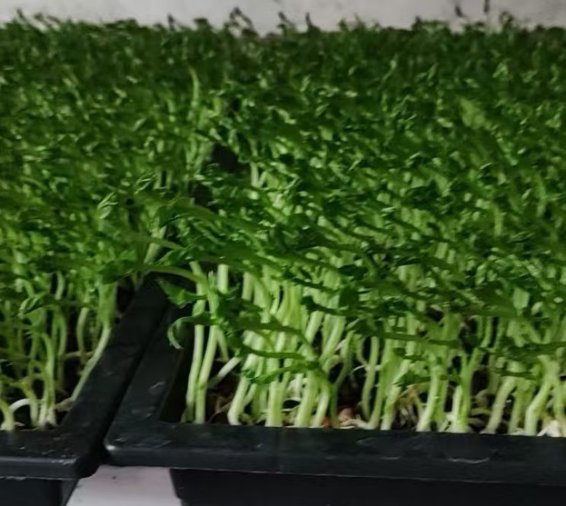 精品有机豌豆苗基地直发量大从优***欢迎咨询