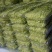 精品有机豌豆苗基地直发量大从优***欢迎咨询