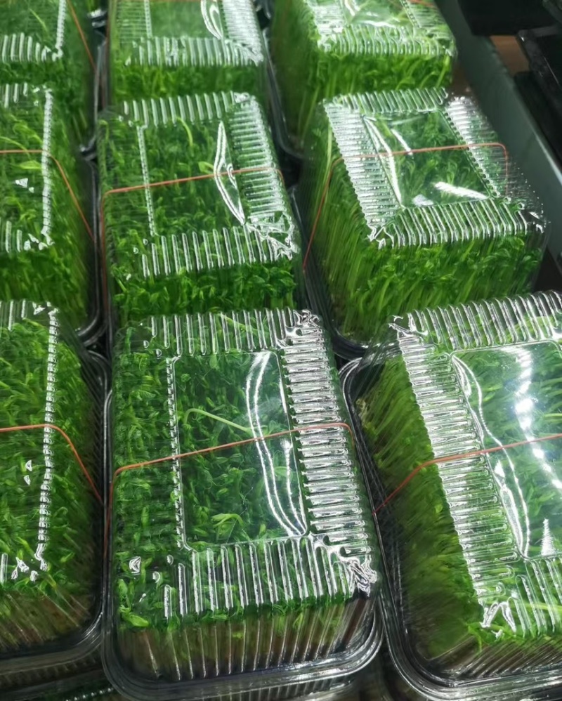 精品有机豌豆苗基地直发量大从优***欢迎咨询