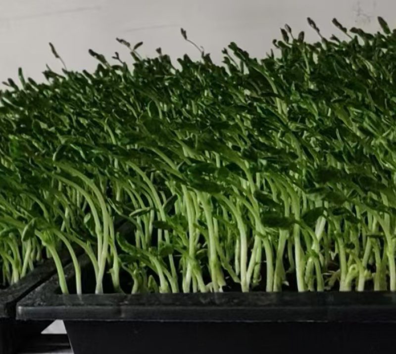 精品有机豌豆苗基地直发量大从优***欢迎咨询