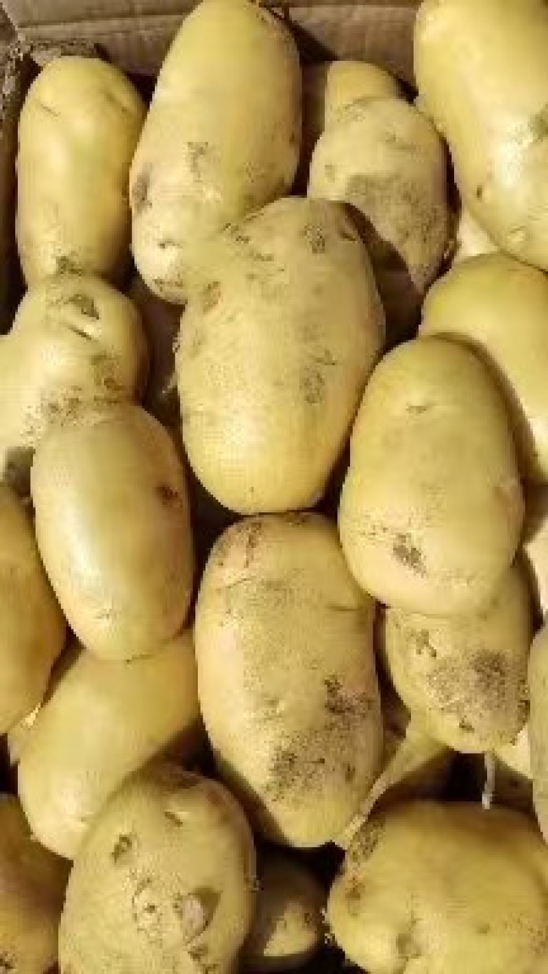 精品土豆黄皮黄心荷兰十五土豆产地直发可视频看货