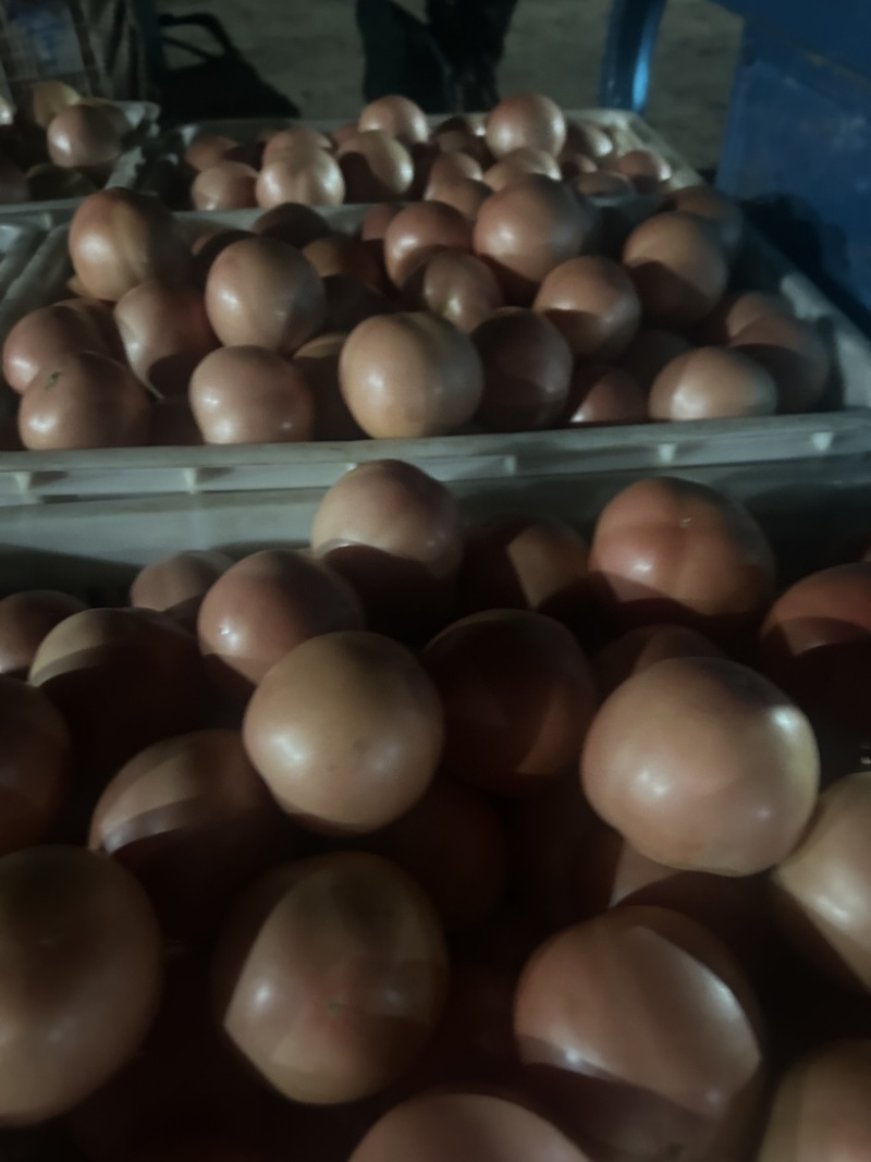 粉西红柿大量有货，基地直发，市场直供。