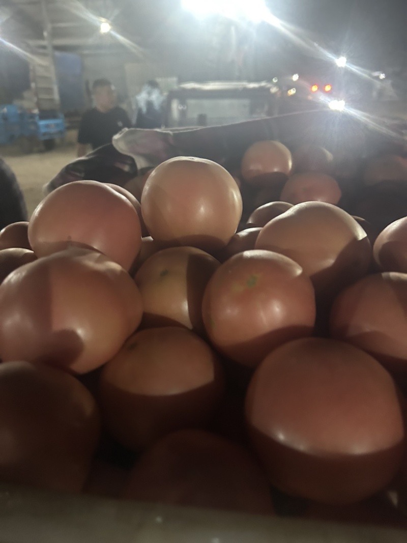 粉西红柿大量有货，基地直发，市场直供。