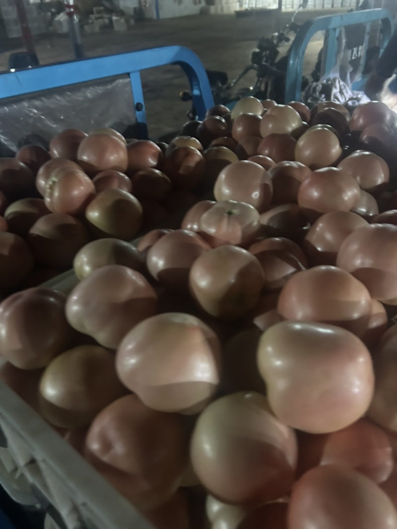 粉西红柿大量有货，基地直发，市场直供。