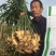 鲜姜红芽姜入库存窖窖口出租【块头大辣味足】产地直发