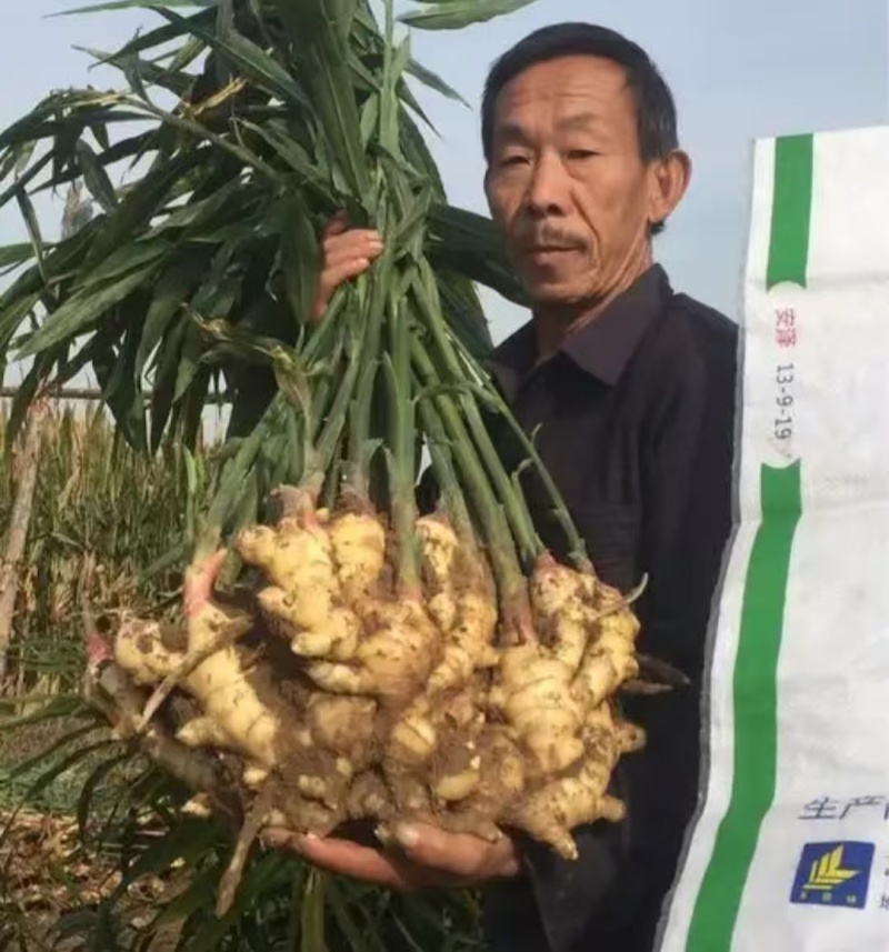 鲜姜红芽姜入库存窖窖口出租【块头大辣味足】产地直发