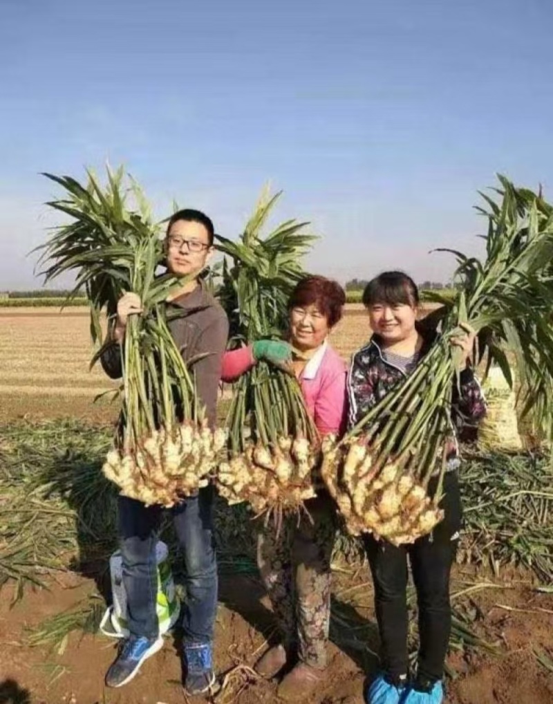 鲜姜红芽姜入库存窖窖口出租【块头大辣味足】产地直发