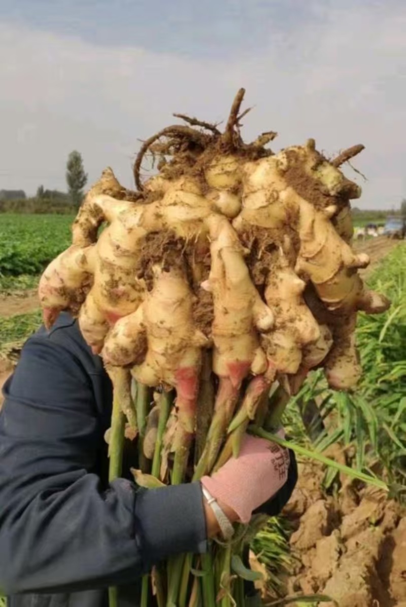 鲜姜红芽姜入库存窖窖口出租【块头大辣味足】产地直发