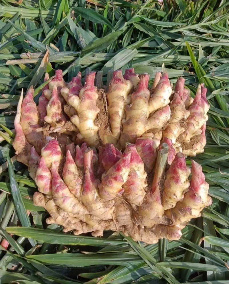 鲜姜红芽姜入库存窖窖口出租【块头大辣味足】产地直发