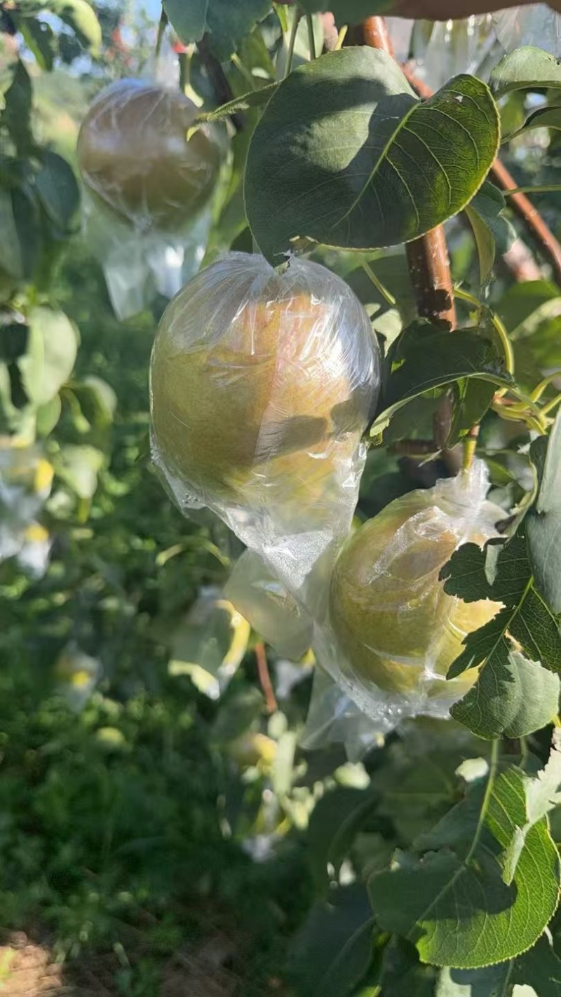 玉露香梨产地直发，一手货源，欢迎下单咨询